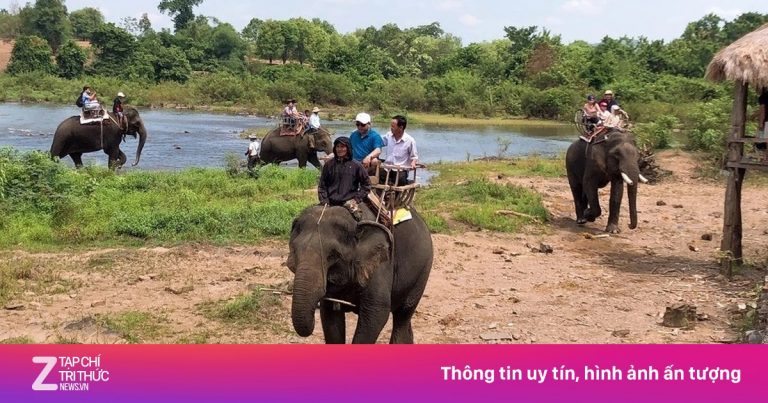 Được tài trợ hơn 2,2 triệu USD, vì sao voi nhà vẫn phải ‘cõng’ khách?