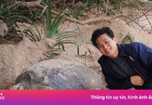 Tôi 12 ngày xem rùa đẻ trứng ở Côn Đảo