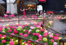 Quán cà phê TPHCM “chơi lớn” phủ đầy hoa cẩm tú cầu, giới trẻ đổ xô sống ảo