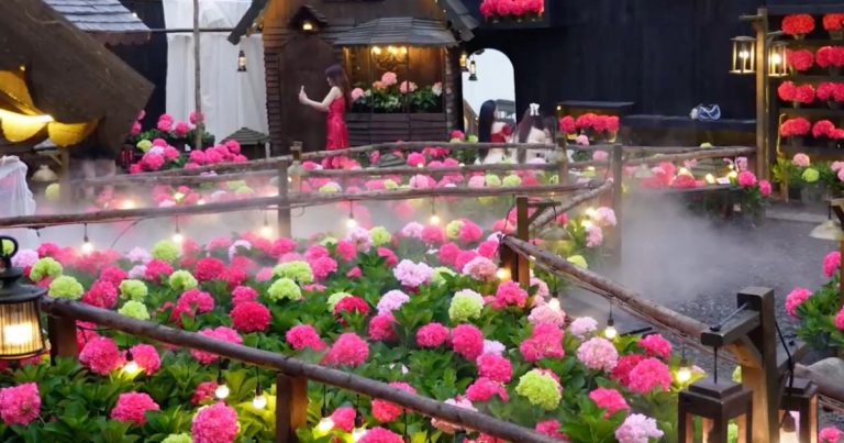 Quán cà phê TPHCM “chơi lớn” phủ đầy hoa cẩm tú cầu, giới trẻ đổ xô sống ảo