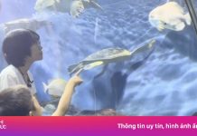 Bức thư gây ‘sốt’ của cậu bé về những con cá biến mất trong thủy cung