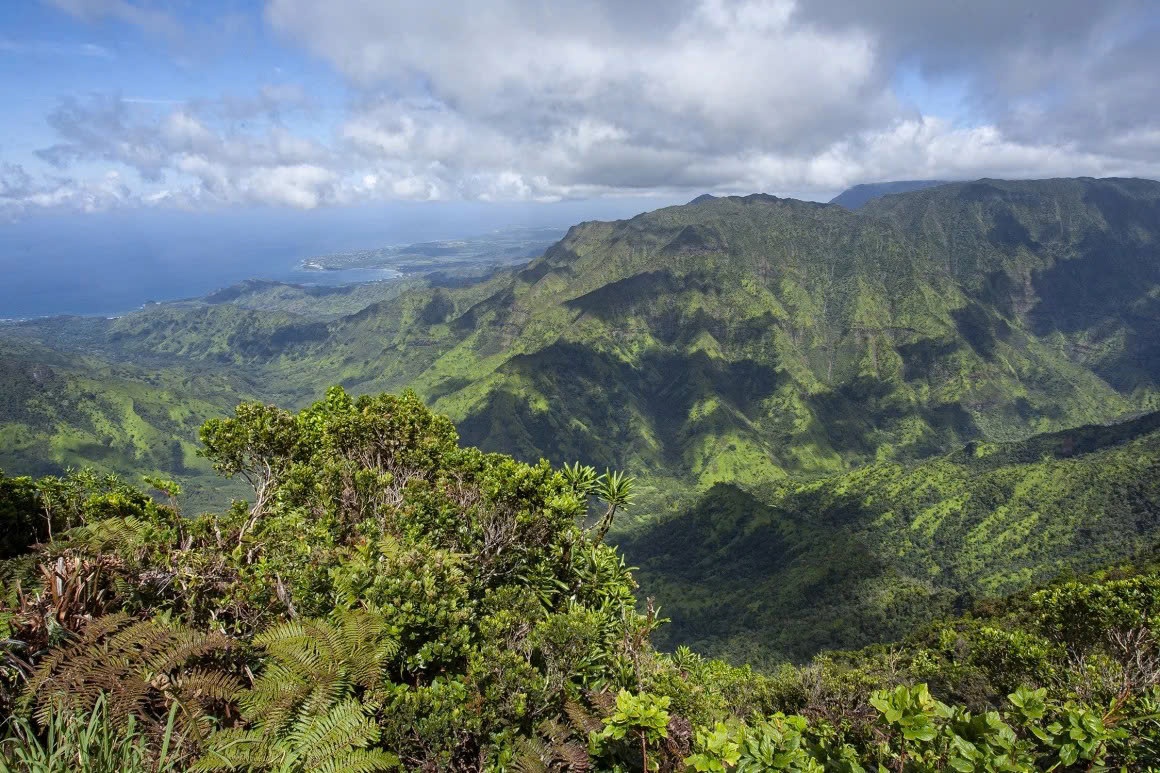 tha muoi xuong Hawaii anh 1