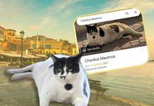 Chú mèo mũm mĩm thành ‘hiện tượng mạng’, hút khách tới hòn đảo ở Địa Trung Hải