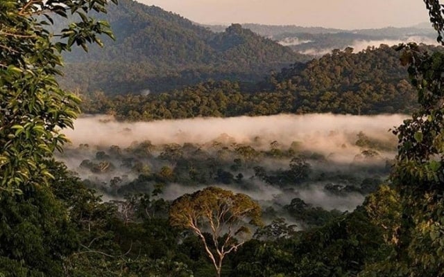 Lạc vào thung lũng Danum Malaysia, khám phá thiên nhiên hoang dã Lạc vào thung lũng Danum Malaysia, khám phá thiên nhiên hoang dã