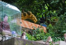 Ngôi chùa ẩn mình trên núi ở TPHCM có đàn khỉ hàng trăm con, hút khách ghé thăm