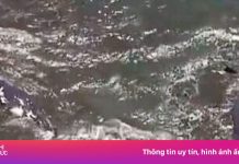 4 cá voi dạt vào bờ biển Nhật Bản sau trận động đất