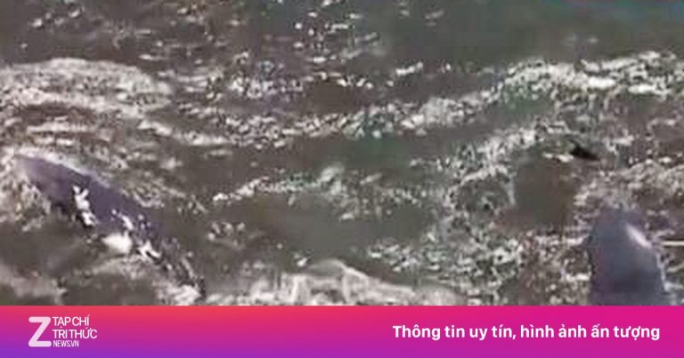4 cá voi dạt vào bờ biển Nhật Bản sau trận động đất