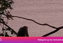Khỉ mẹ gào rú, ôm con đã chết trên bán đảo Sơn Trà