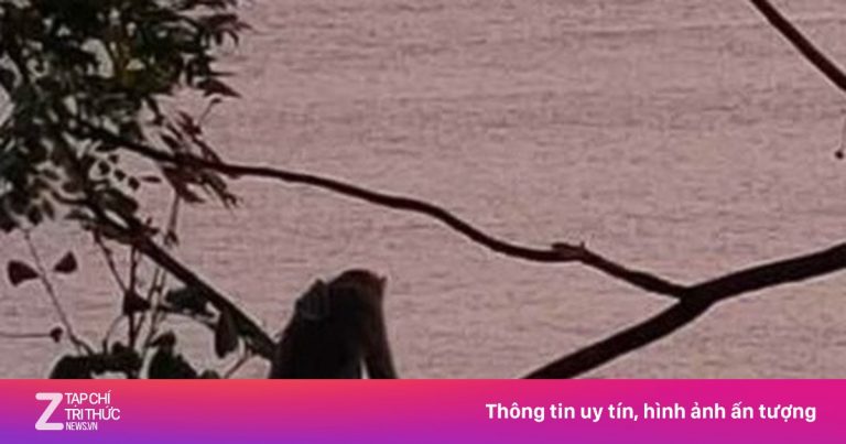 Khỉ mẹ gào rú, ôm con đã chết trên bán đảo Sơn Trà