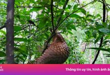 Sững sờ nhìn ‘sách đỏ’ tê tê giữa rừng Bù Gia Mập