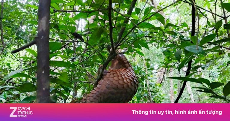 Sững sờ nhìn ‘sách đỏ’ tê tê giữa rừng Bù Gia Mập