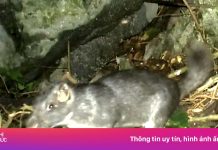 Phát hiện chuột đá nghi tuyệt chủng 11 triệu năm ở Quảng Trị