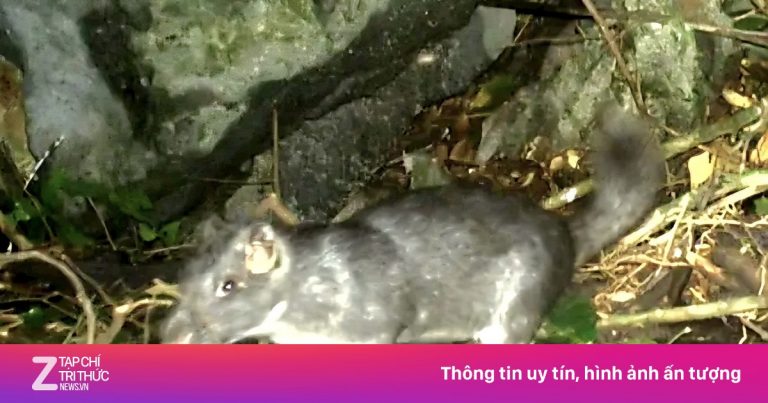 Phát hiện chuột đá nghi tuyệt chủng 11 triệu năm ở Quảng Trị Phát hiện chuột đá nghi tuyệt chủng 11 triệu năm ở Quảng Trị