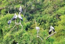 Bảo tồn bền vững Vườn chim Thung Nham