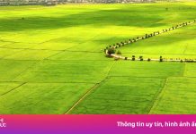 Đổ xô check-in cánh đồng lúa ở TP.HCM