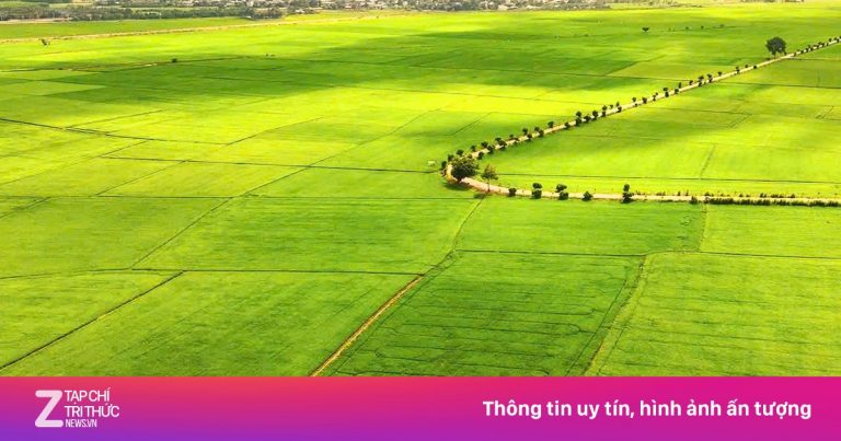 Đổ xô check-in cánh đồng lúa ở TP.HCM