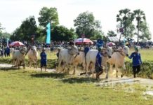 Du khách nô nức tìm về vùng Bảy Núi An Giang xem hội đua bò truyền thống