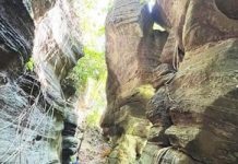 Kỳ quan giữa rừng già