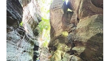 Kỳ quan giữa rừng già