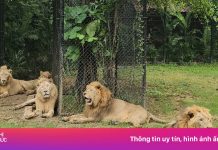 Đóng cửa vô thời hạn khu thú dữ sau vụ sư tử cắn chết nhân viên