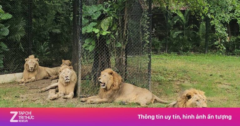 Đóng cửa vô thời hạn khu thú dữ sau vụ sư tử cắn chết nhân viên