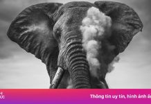 Sự biến mất của những con voi ‘siêu ngà’