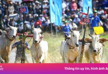 Hàng nghìn người xem hội đua bò ở An Giang