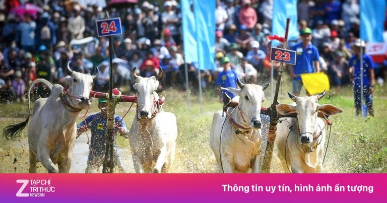 Hàng nghìn người xem hội đua bò ở An Giang Hàng nghìn người xem hội đua bò ở An Giang