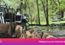 Nhân viên sở thú Thái Lan bị đàn sư tử cắn xé trước mặt du khách