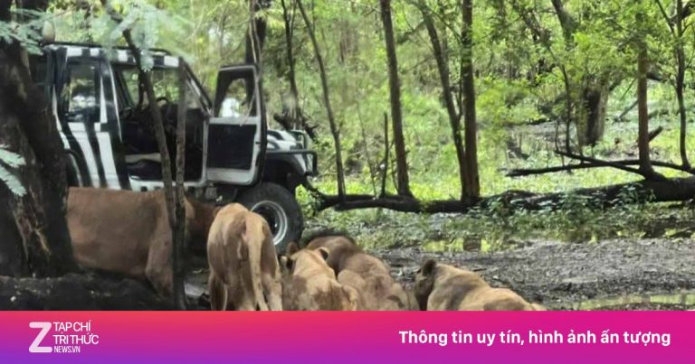 Nhân viên sở thú Thái Lan bị đàn sư tử cắn xé trước mặt du khách