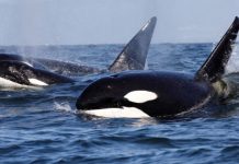 Cá voi sát thủ lao vào tấn công, một du thuyền bị đánh chìm xuống biển