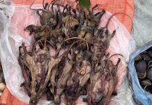 Chợ ‘trên mây’ ở Phú Thọ nhiều món lạ, khách bất ngờ nhất đặc sản rừng 4 chân