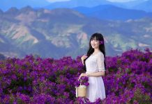 Du lịch Mộc Châu, khách mê mẩn chụp ảnh, săn mây ở đồi sim