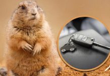 Chồn đất “cuỗm” chìa khóa xe của du khách, cả làng đào bới suốt 4 giờ tìm