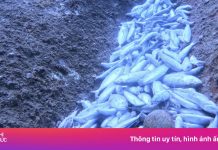 Vụ san hô gãy, cá chết la liệt ở Khánh Hòa: Đoàn công tác nói gì?