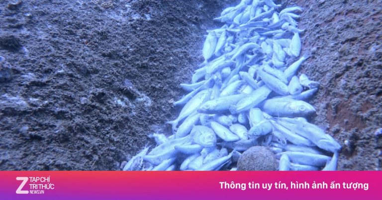 Vụ san hô gãy, cá chết la liệt ở Khánh Hòa: Đoàn công tác nói gì? Vụ san hô gãy, cá chết la liệt ở Khánh Hòa: Đoàn công tác nói gì?