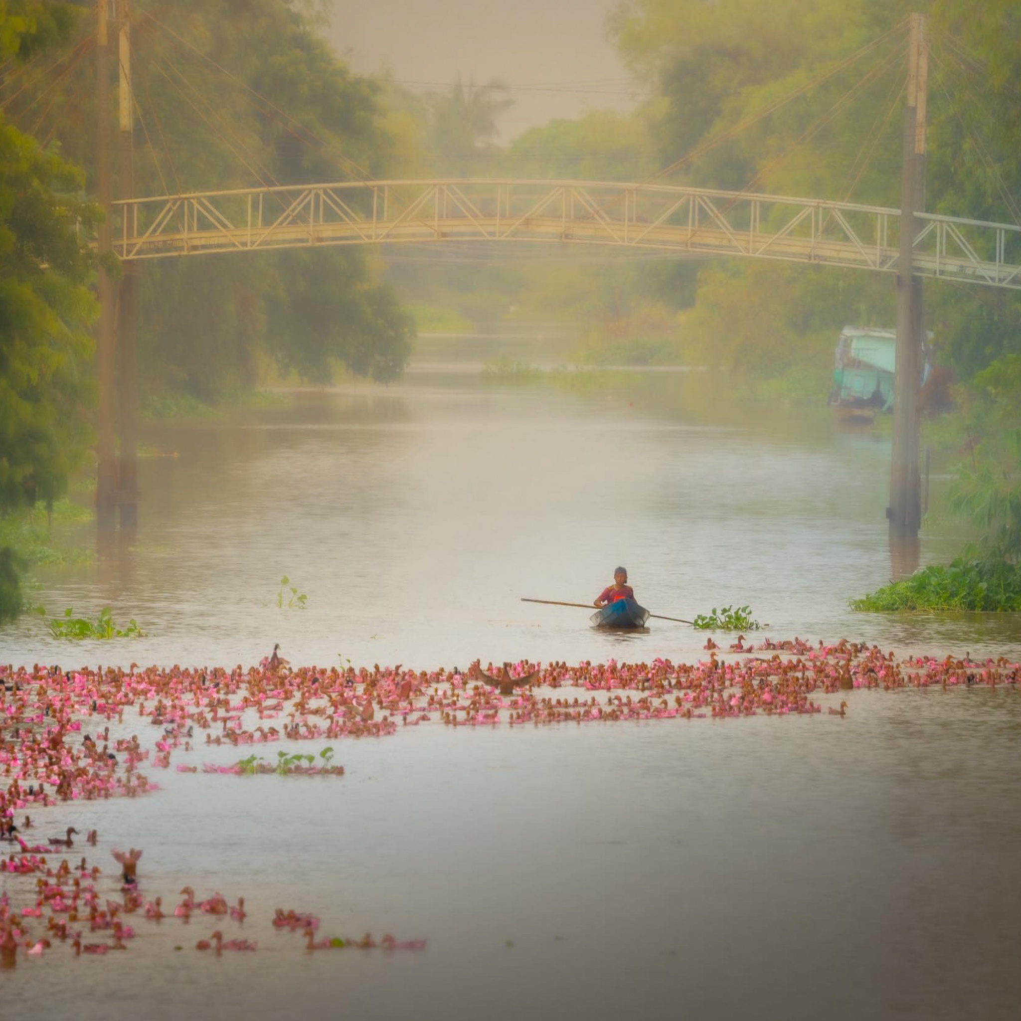 Dan vit hong anh 13