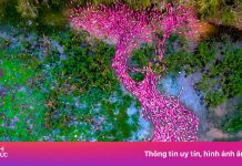 Thực hư bộ ảnh vịt hồng như AI ở An Giang