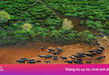 Mùa len trâu Tây Ninh ngoạn mục nhìn từ trên cao