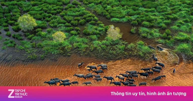 Mùa len trâu Tây Ninh ngoạn mục nhìn từ trên cao