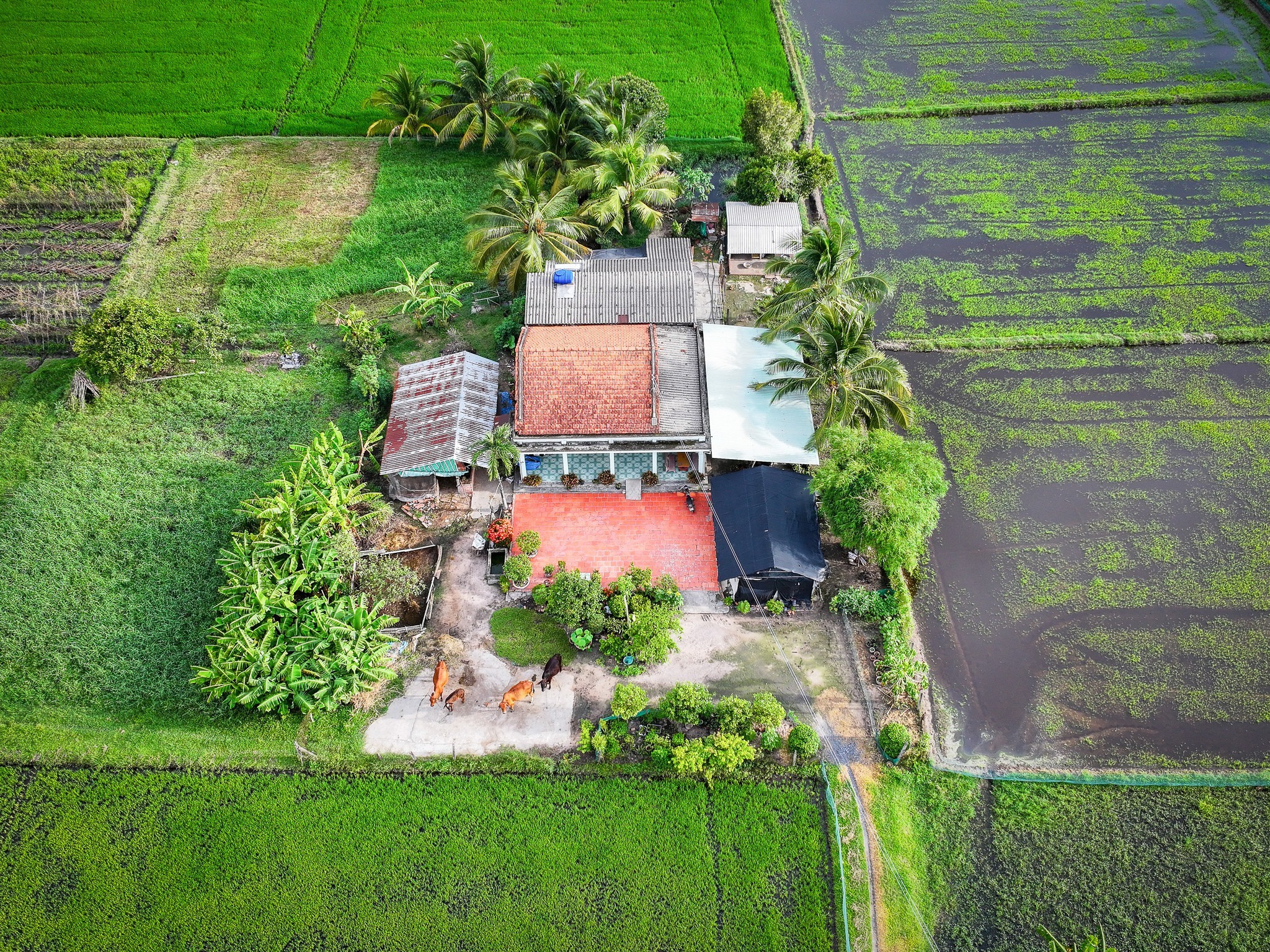 Mua len trau anh 11