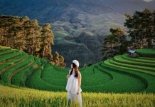 Mù Cang Chải mùa đẹp nhất: Nhiều nơi “cháy phòng”, khách đặt trước nửa năm