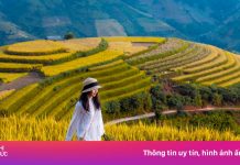 4 lộ trình ‘đáng từng xu’ ngắm mùa vàng Tây Bắc