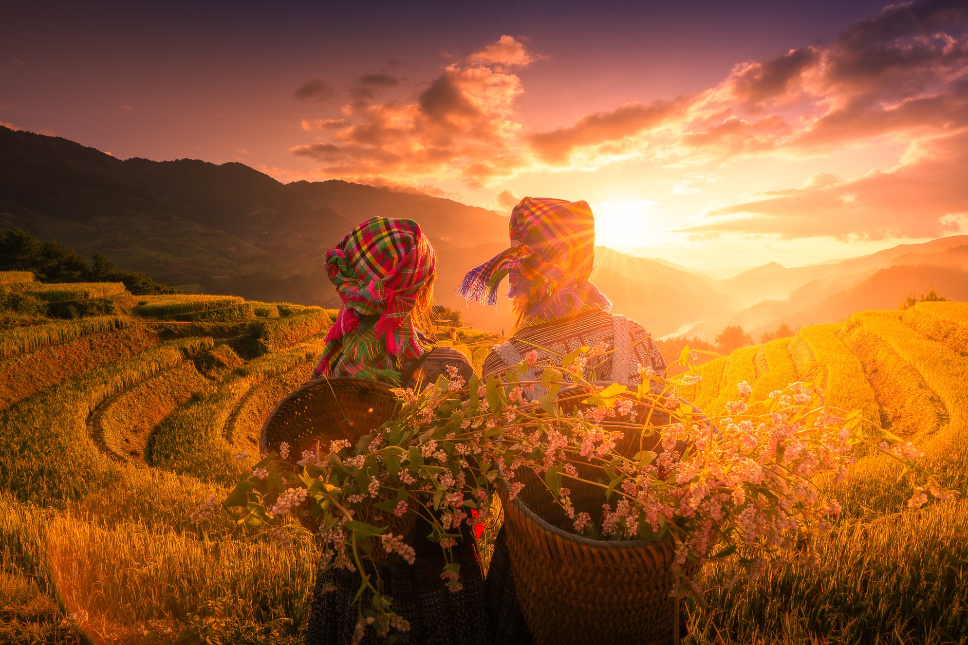 Mu Cang Chai mua vang anh 23