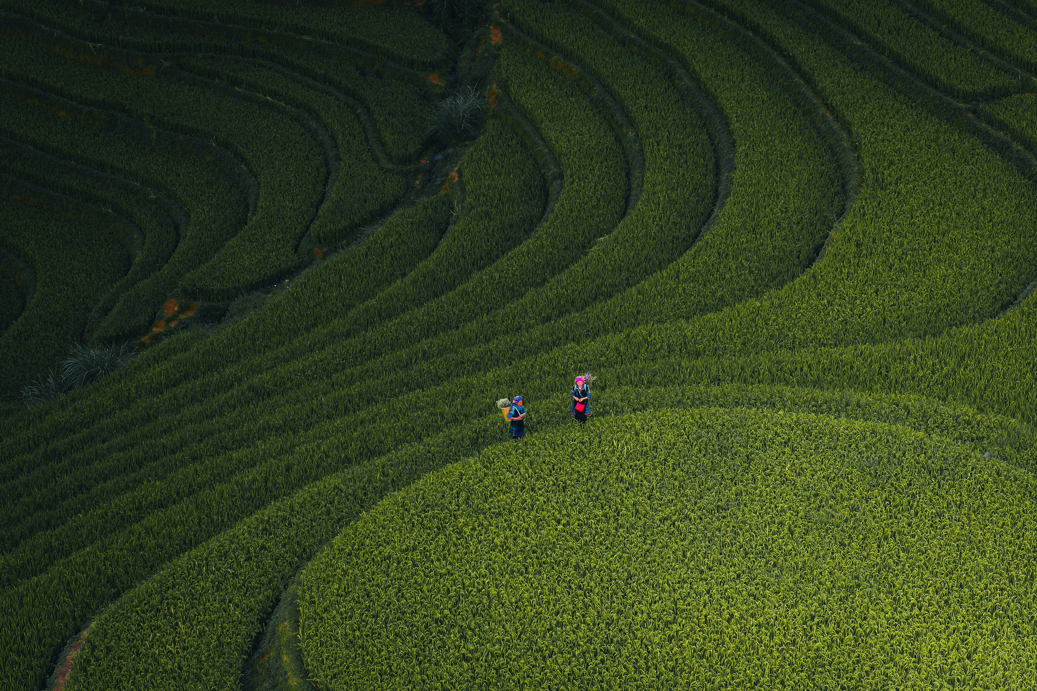 Mu Cang Chai mua vang anh 12