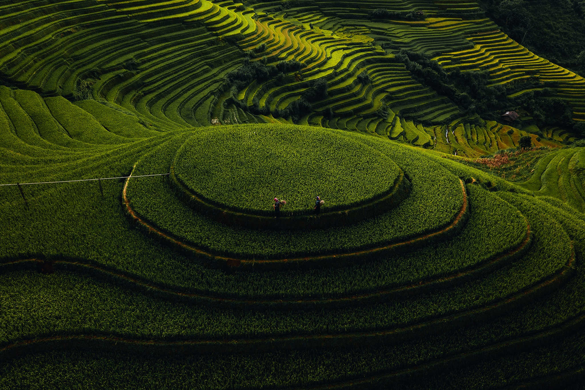 Mu Cang Chai mua vang anh 16