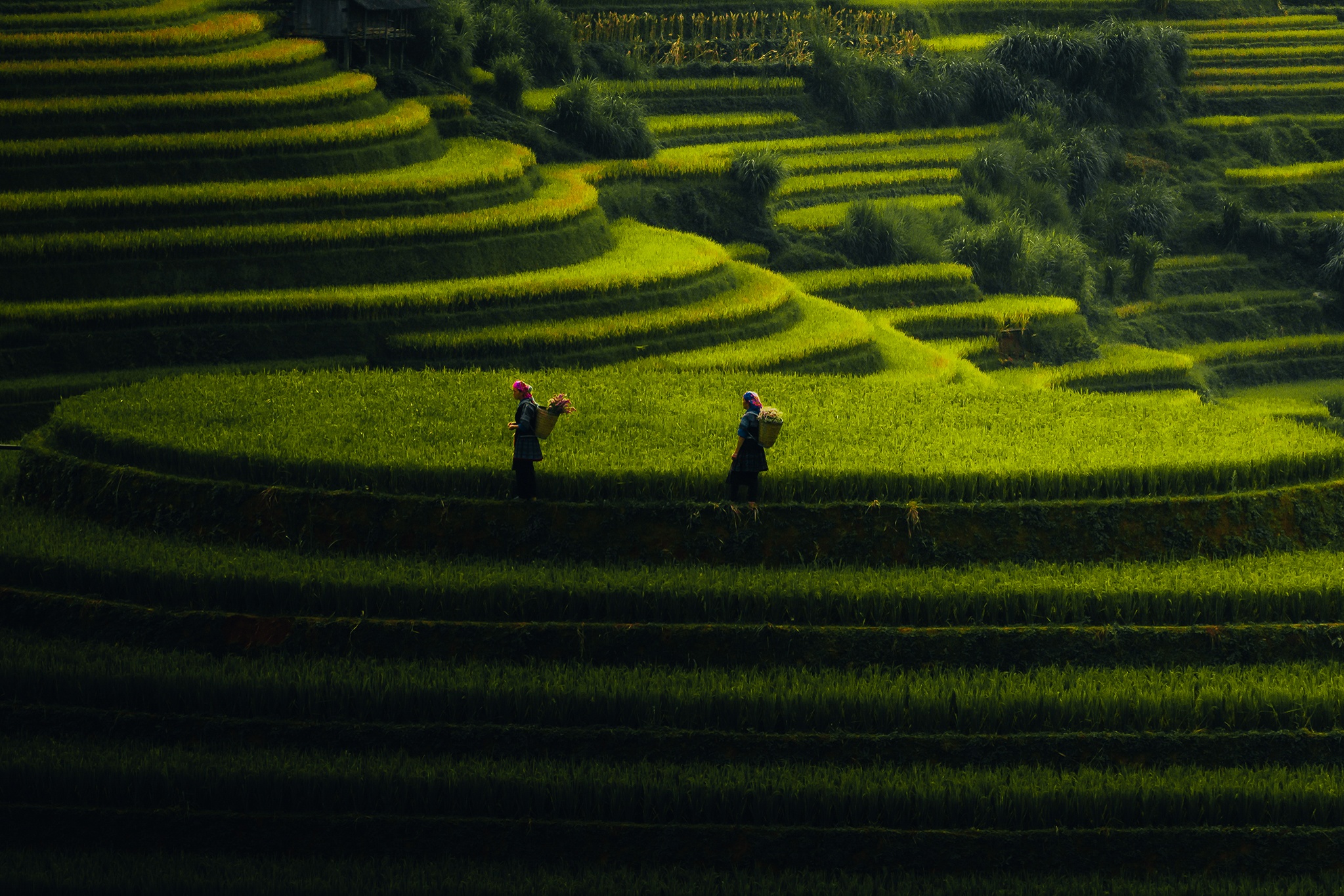 Mu Cang Chai mua vang anh 2