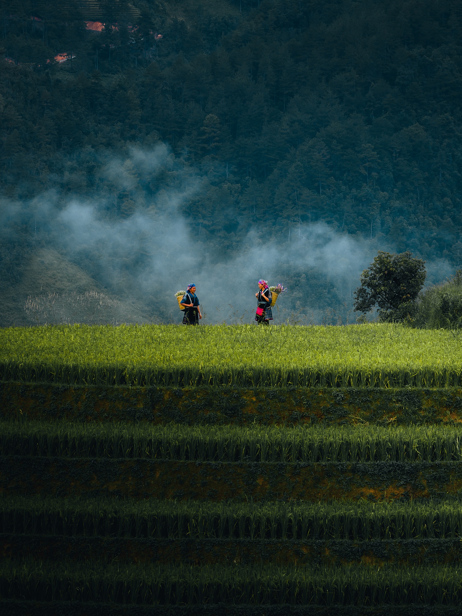 Mu Cang Chai mua vang anh 6