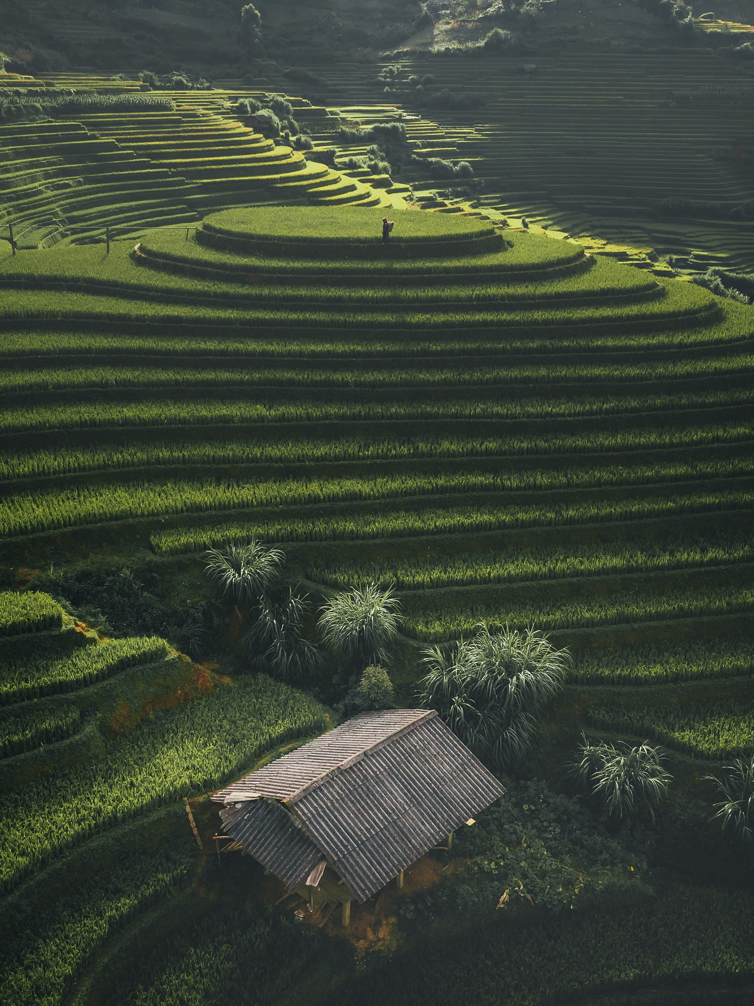 Mu Cang Chai mua vang anh 7