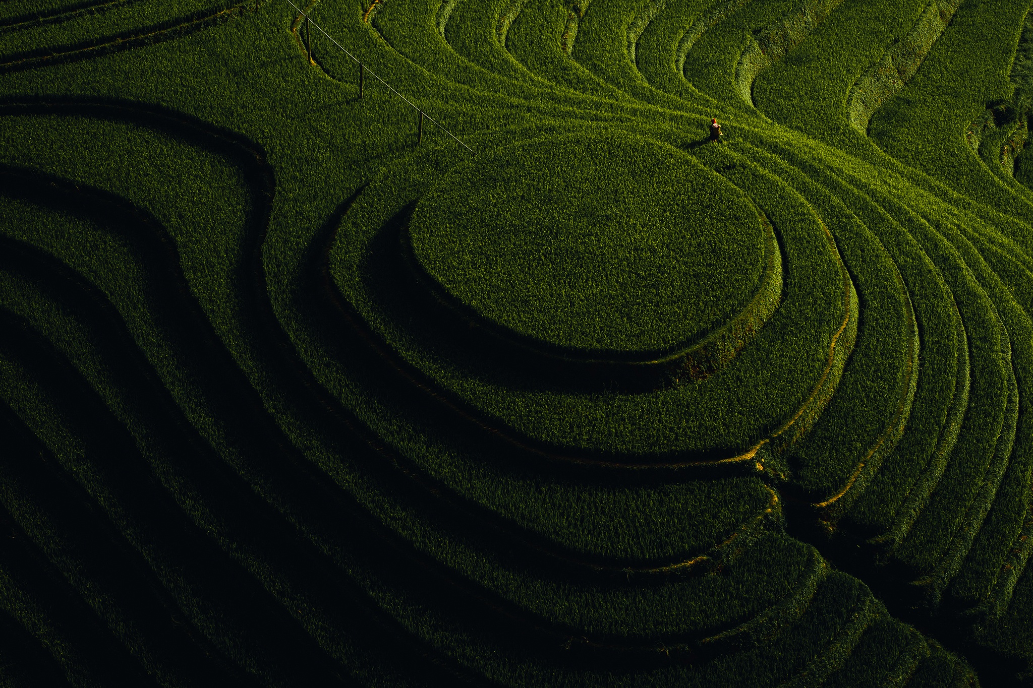 Mu Cang Chai mua vang anh 11